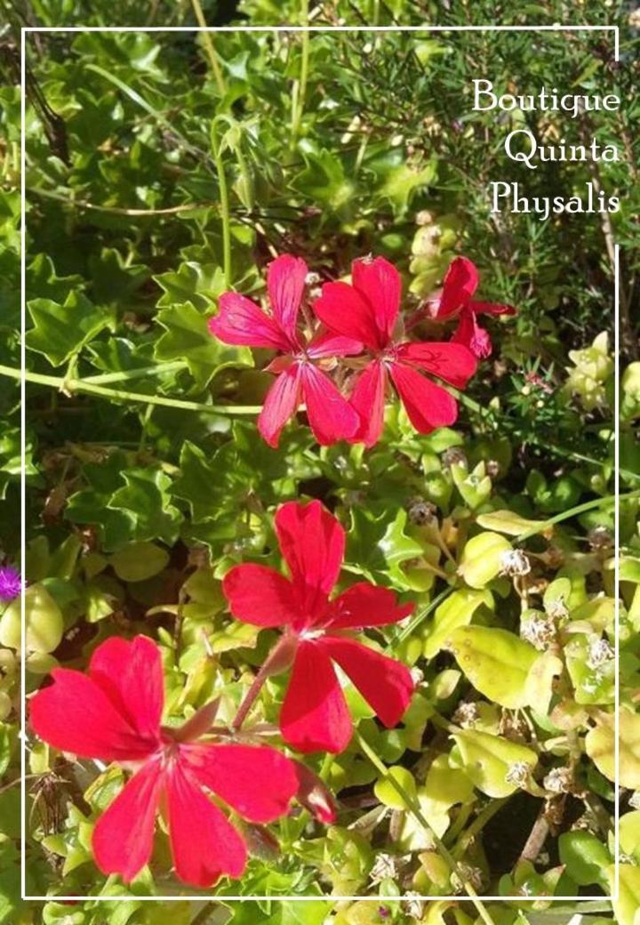 דירות Fenais da Luz Boutique Quinta Physalis מראה חיצוני תמונה