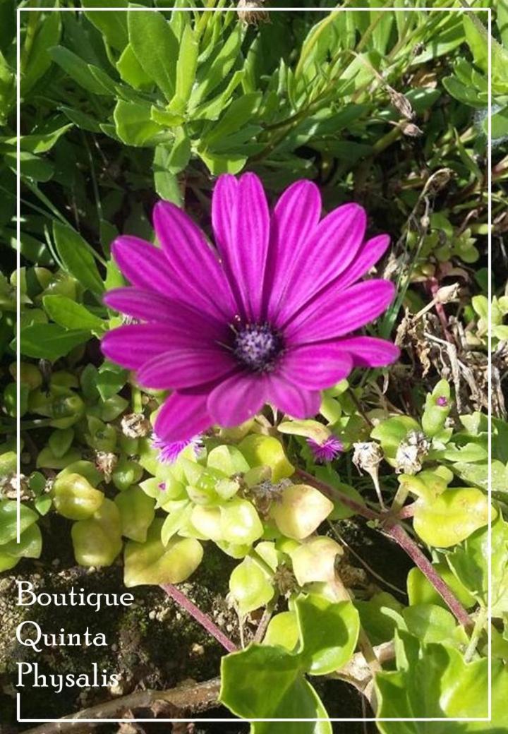 דירות Fenais da Luz Boutique Quinta Physalis מראה חיצוני תמונה
