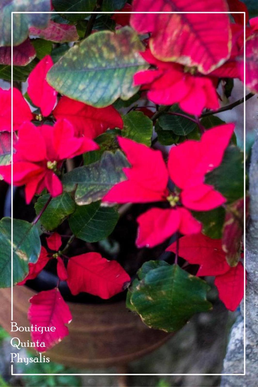 דירות Fenais da Luz Boutique Quinta Physalis מראה חיצוני תמונה